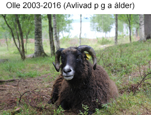 Olle dod.jpg